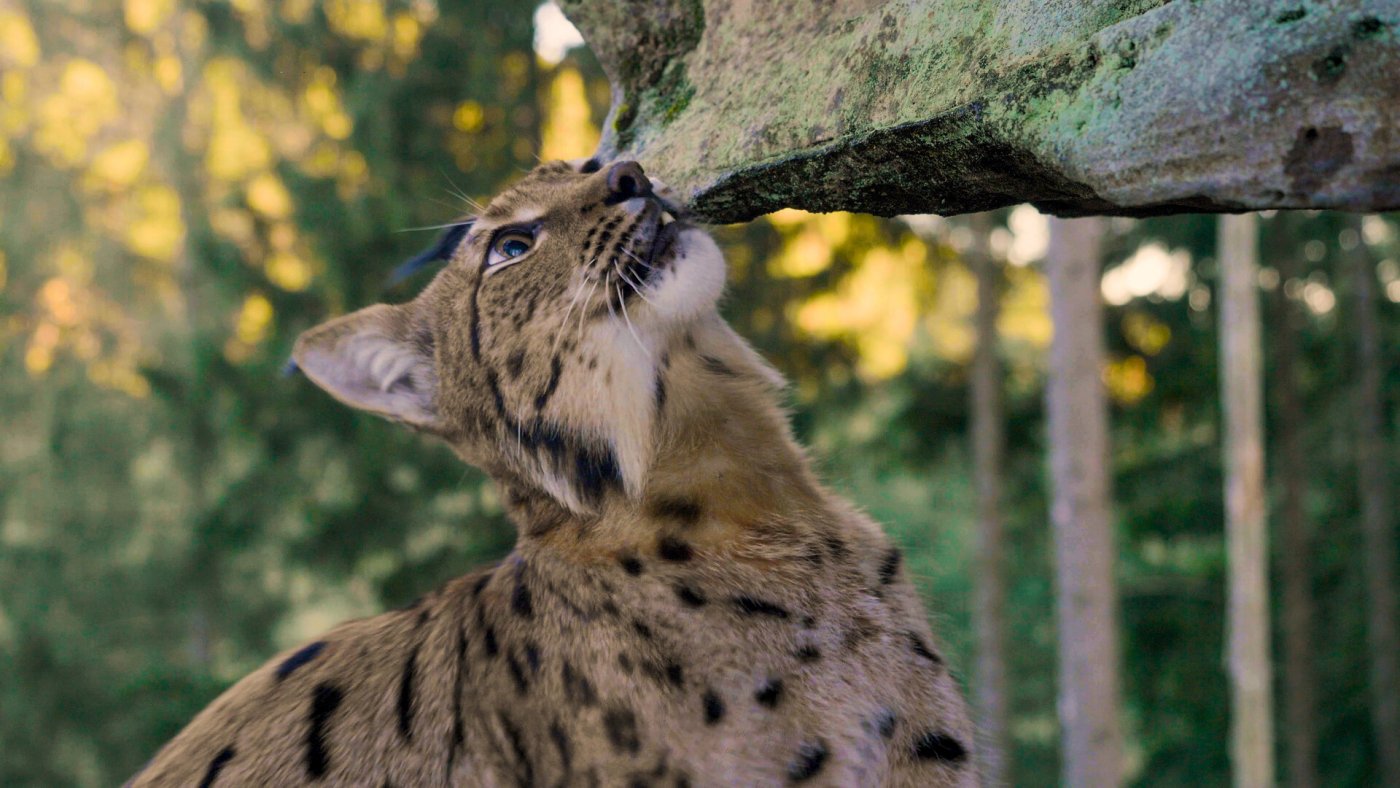 Luchs
