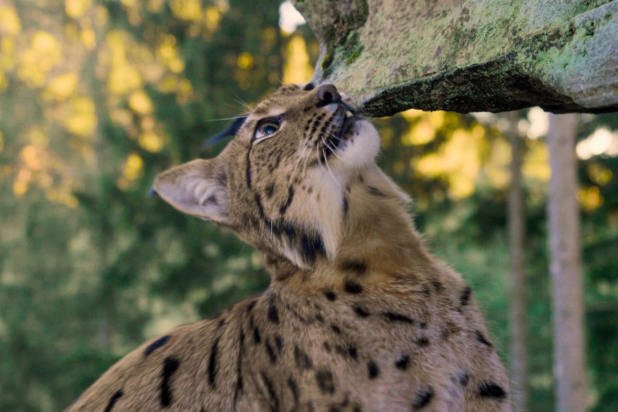 Luchs