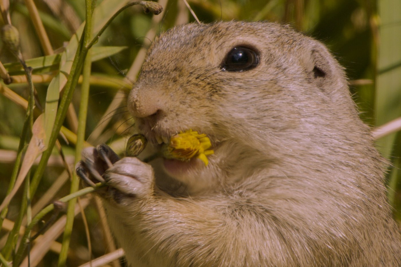 Das Ziesel ist eine am Boden lebende Hörnchenart, also mit Eichhörnchen und Murmeltieren verwandt. Ursprünglich besiedelt das Ziesel weite und offene, meist schütter bewachsene Graslandschaften mit nur wenig Gebüschen und Bäumen. Im stark vom Menschen geprägten Mitteleuropa sind solche Landschaften selten geworden.