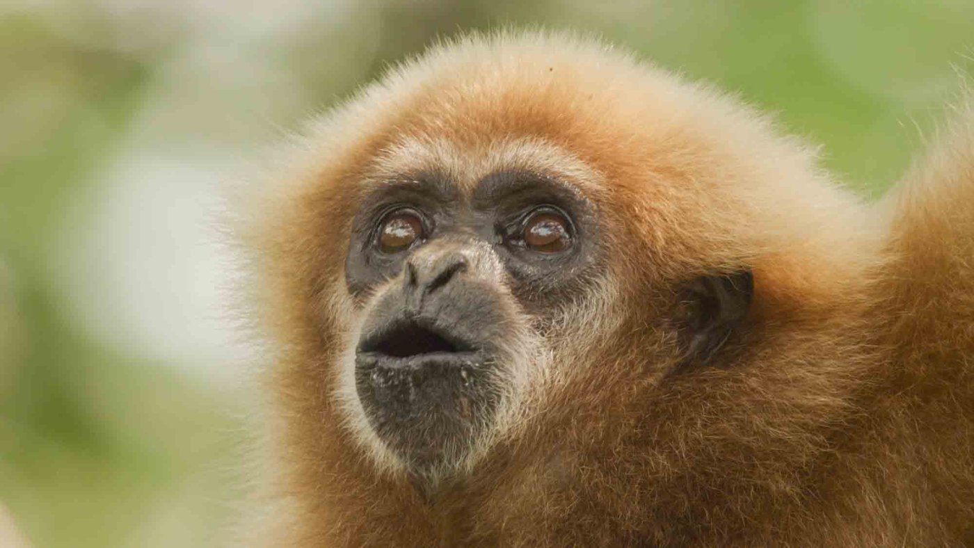 Ein Weißhandgibbon singt im Regenwald von Thailand. Die Tiere grenzen mit den gemeinsamen Gesängen auch ihr Revier ab.
Ort: Thailand
Copyright: Doclights/ Text und Bild Medienproduktion/Robert Sigl