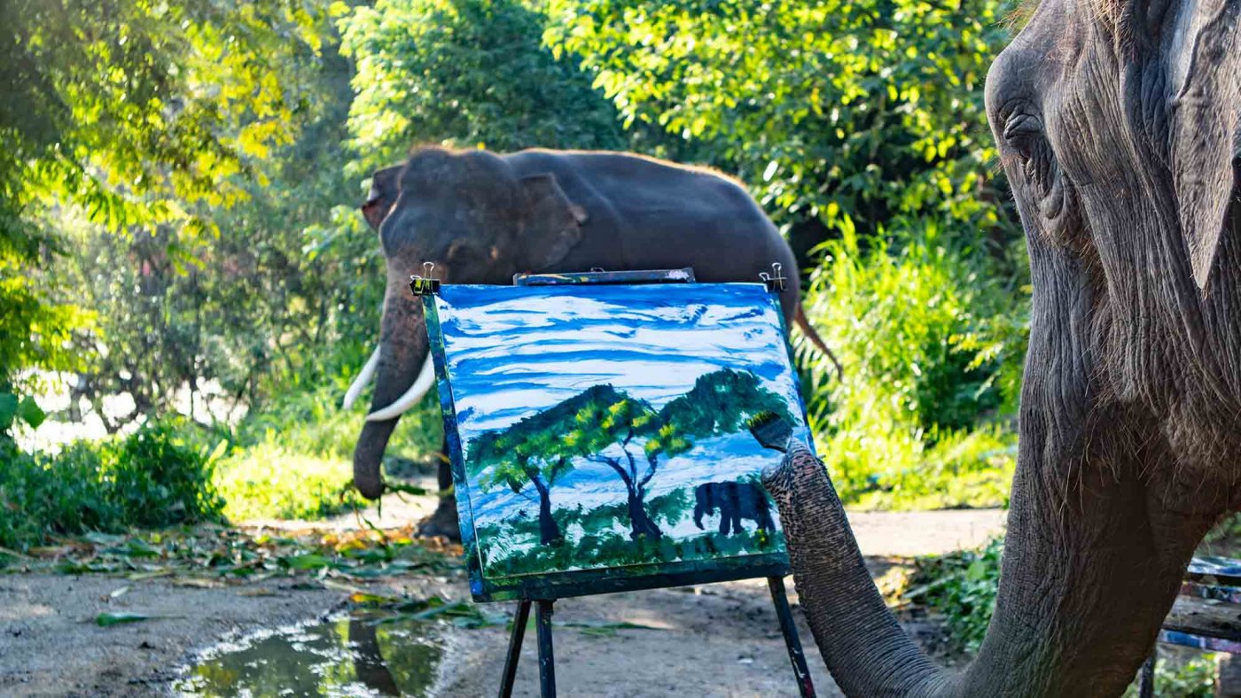 Ein Elefant malt, ein anderer steht Modell. Ist das tatsächlich möglich? Sind Elefanten zu solch kreativen Leistungen fähig?
Ort: Thailand
Copyright: Doclights/ Text und Bild Medienproduktion/Robert Sigl