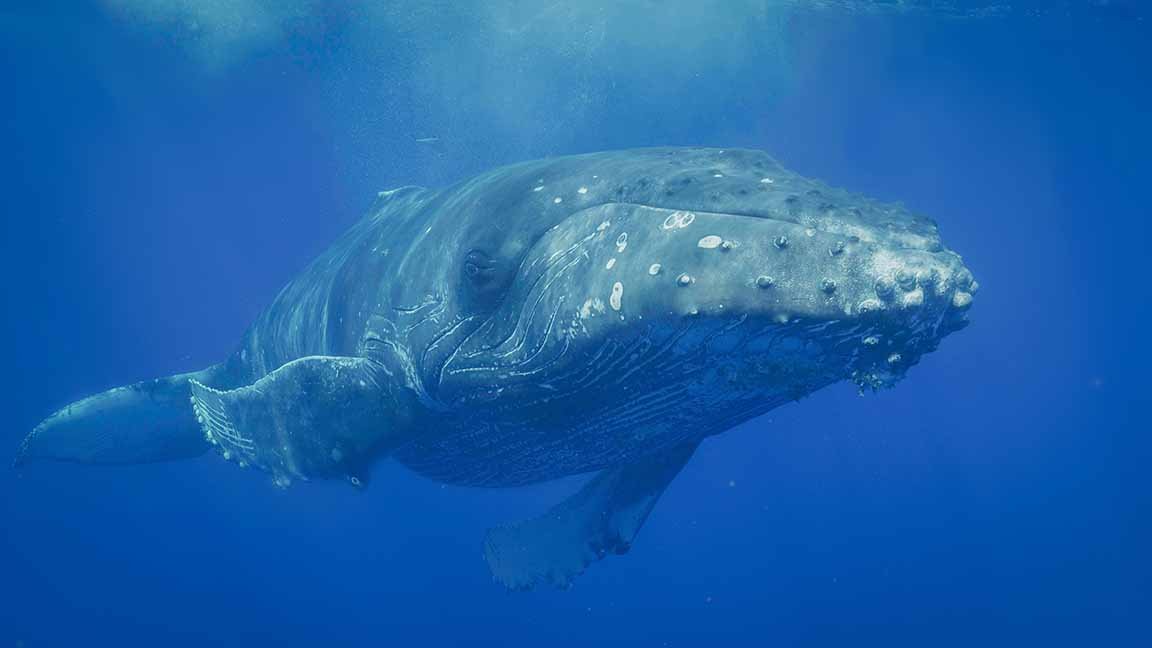 Buckelwale sind großartige Sänger. Jede Saison verändern sie ihre Songs und geben den neuen Hit von Männchen zu Männchen weiter.
Ort: Hawaii
Copyright: Doclights/ Florian Graner