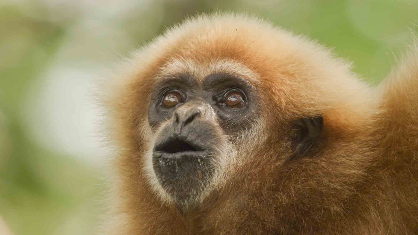 Ein Weißhandgibbon singt im Regenwald von Thailand. Die Tiere grenzen mit den gemeinsamen Gesängen auch ihr Revier ab.
Ort: Thailand
Copyright: Doclights/ Text und Bild Medienproduktion/Robert Sigl
