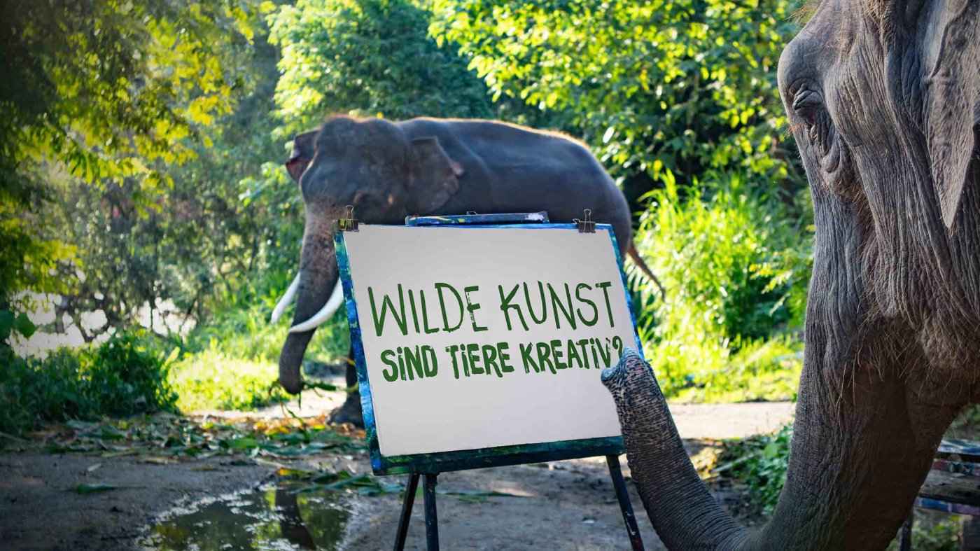 Wilde Kunst 6 (c) 
Können Tiere Kunst? Dieser Elefant malt tatsächlich ein Bild, und das mit erstaunlicher Präzision und Technik. Aber wie viel Kreativität steckt im Elefantenrüssel?
Ort: Thailand
Copyright: Doclights/ Text und Bild Medienproduktion/Robert Sigl