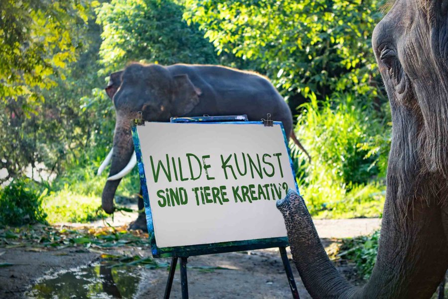 Wilde Kunst 6 (c) 
Können Tiere Kunst? Dieser Elefant malt tatsächlich ein Bild, und das mit erstaunlicher Präzision und Technik. Aber wie viel Kreativität steckt im Elefantenrüssel?
Ort: Thailand
Copyright: Doclights/ Text und Bild Medienproduktion/Robert Sigl