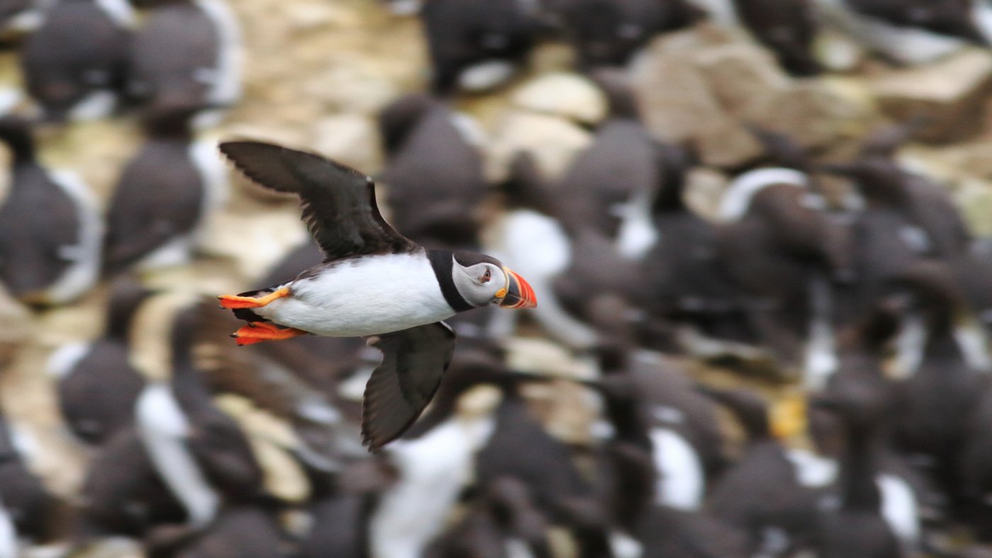 Papageitaucher (Fratercula arctica) im Flug - Foto: Matt Hamilton