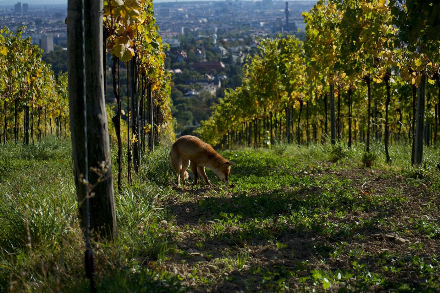 Fuchs im Weingarten – Foto: Valentin Blüml