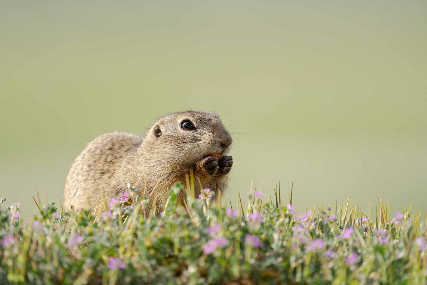 Ziesel bei der Nahrungssuche – Foto: Valentin Blüml