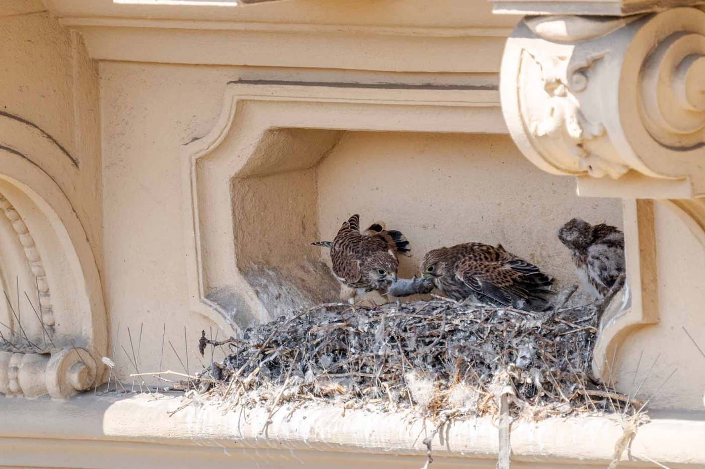 Turmfalken bei der Verteilung der Beute – Foto: Valentin Blüml
