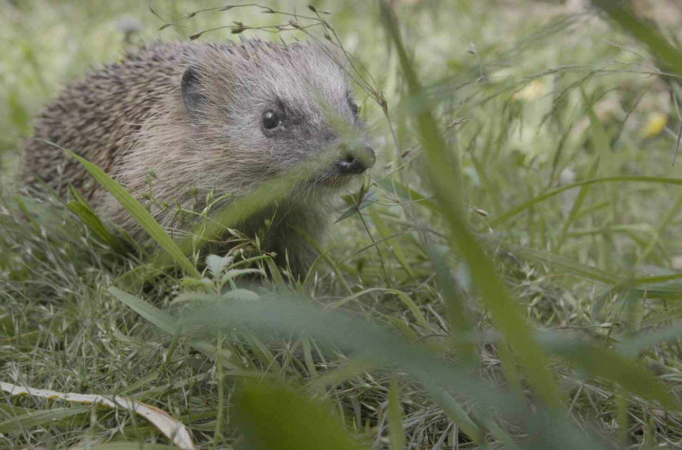 Ein Igel auf Streifzug durch die Nachbarschaft