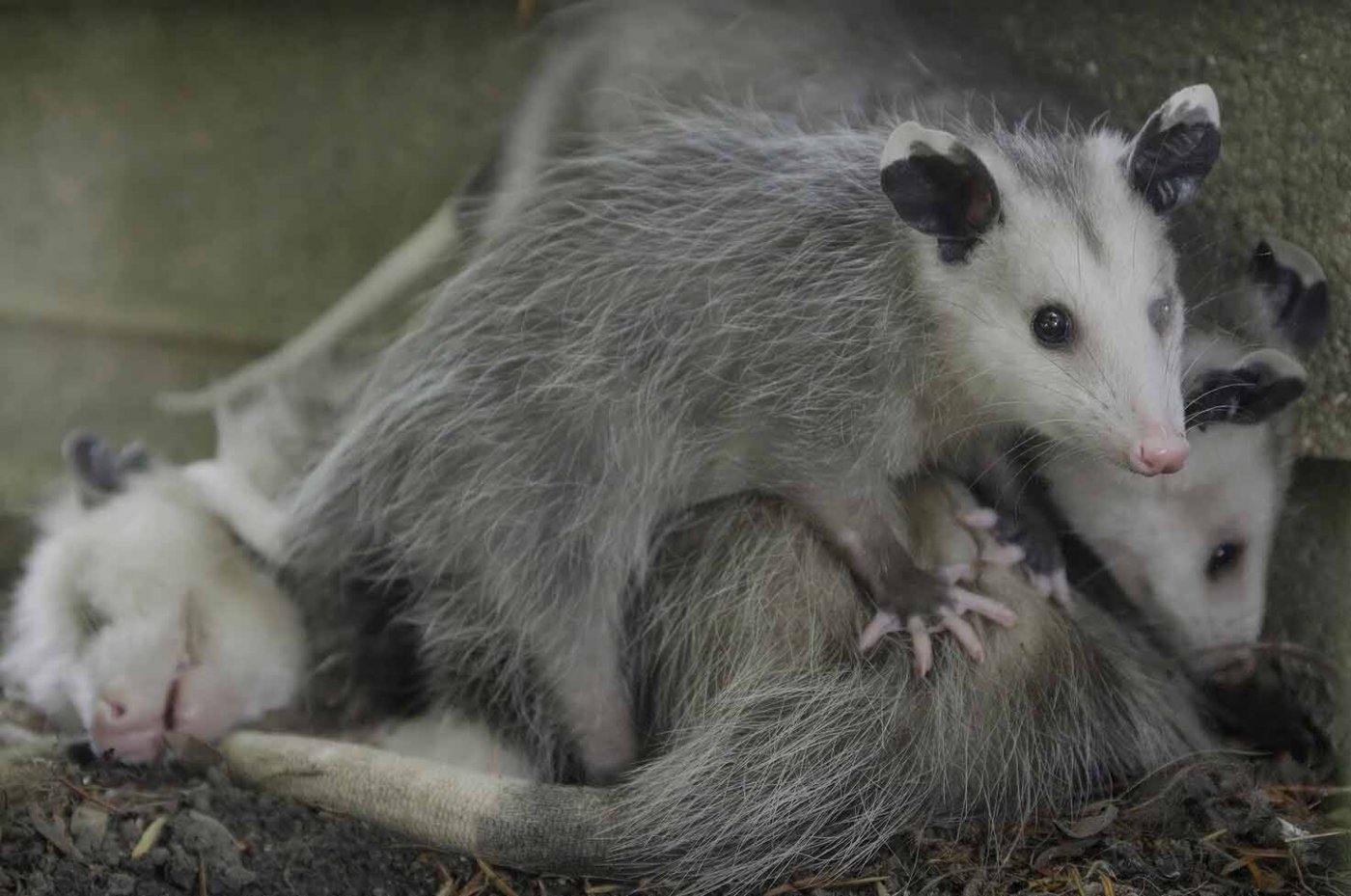 Opossums sind in Deutschland nicht heimisch, sie stammen ursprünglich aus Amerika.