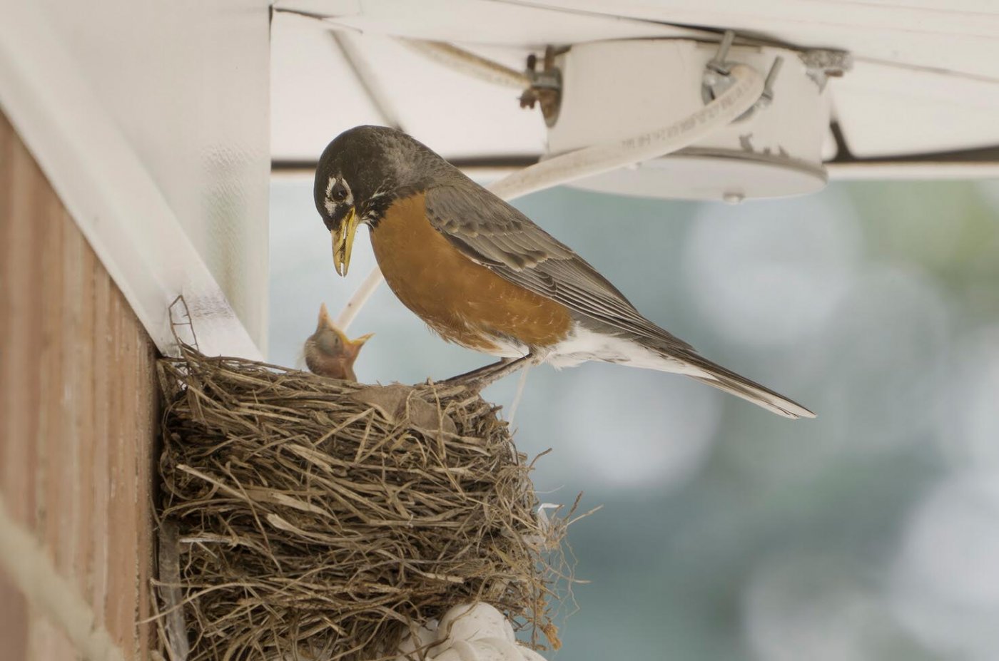 Eine Hauswand bietet Schutz beim Nisten.