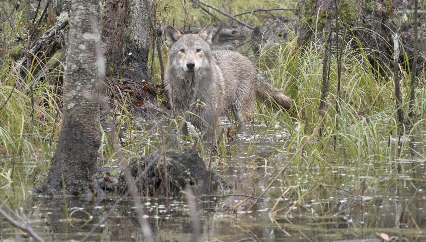 Wolf am Biberteich