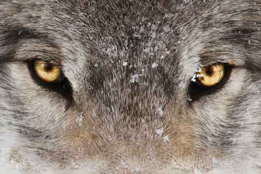 Wolf