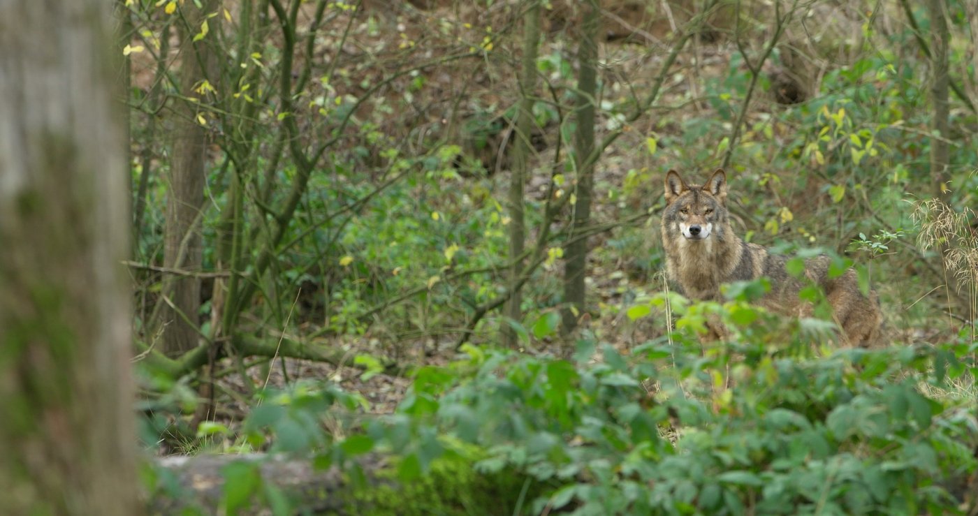 Aufmerksamer Wolf im Wald