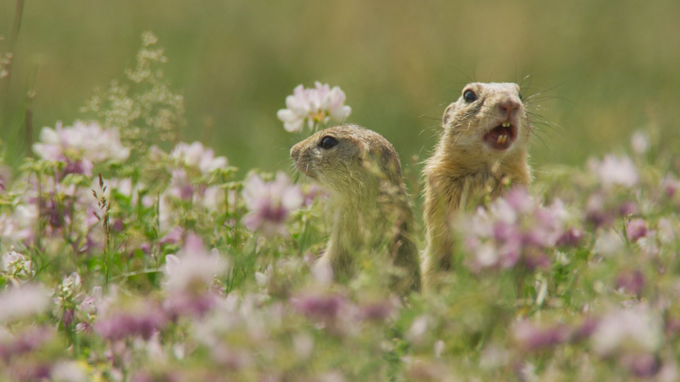 Mit lauten Rufen warnen sie sich gegenseitig vor Gefahren.