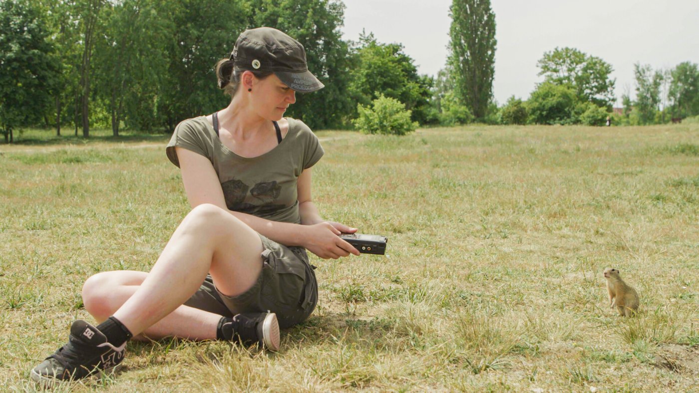 Vorsichtig kommt das Ziesel näher. Es könnte etwas zu fressen geben, das lockt sie an.