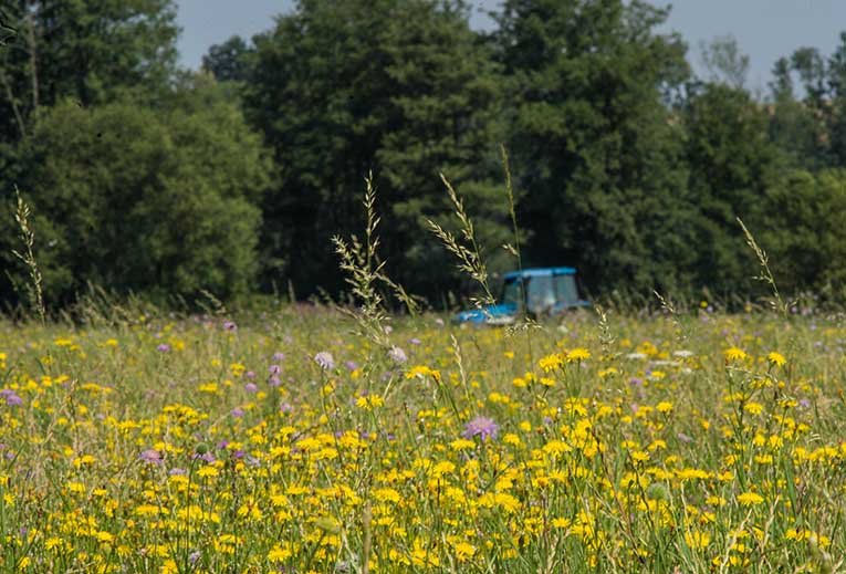 Still aus dem Film: Mahd der Pippauwiese