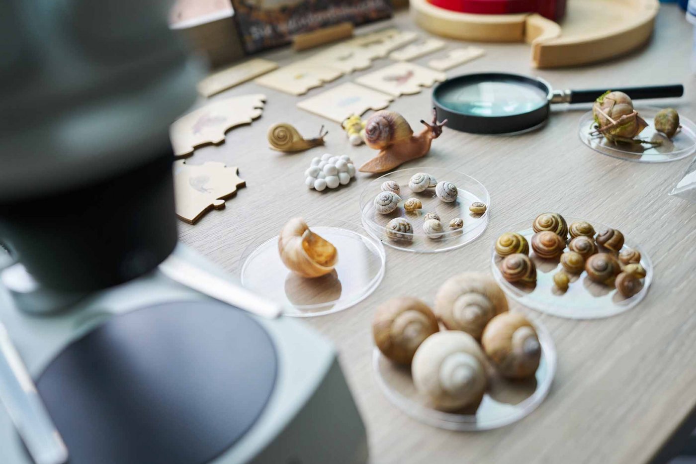 Präparate, Naturmaterialien und Modelle, die ihr unter die Lupe nehmt.