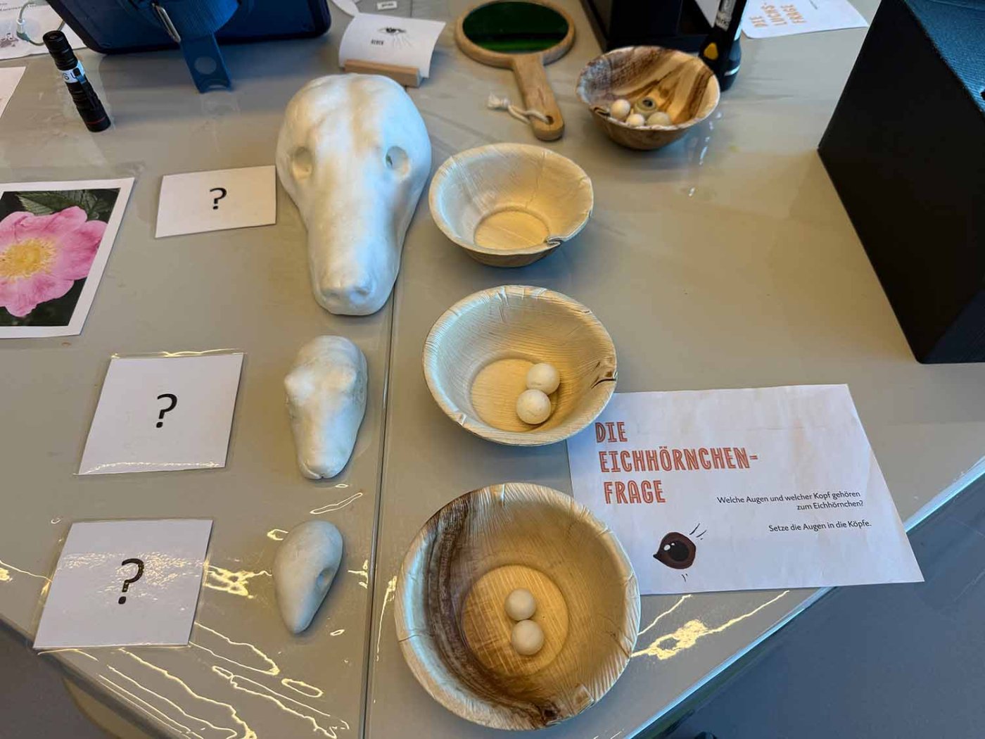 Findet heraus, um welche Tiere es sich hier handelt und welche Augen zu welchem Tier gehören.
