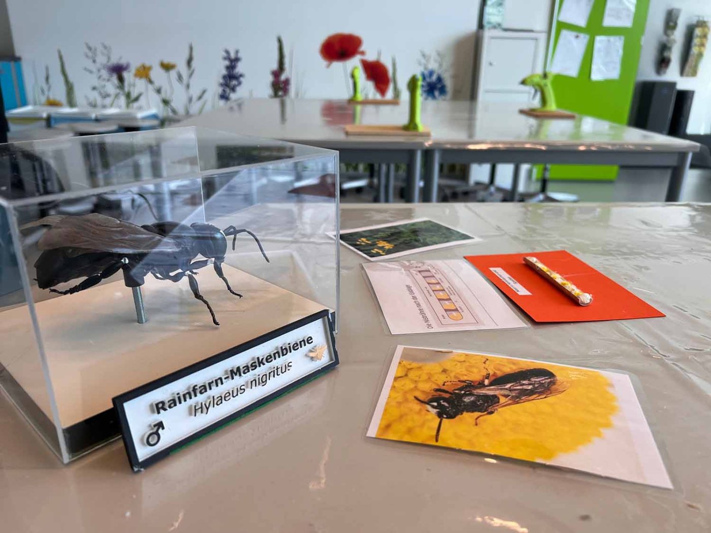 Aber auch unsere Wildbienen-Modelle stehen zur Verfügung.