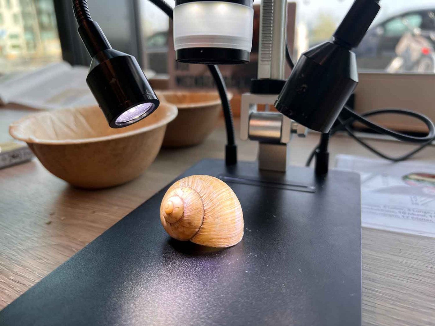 Wie ist das Haus einer Weinbergschnecke aufgebaut? Das schauen wir uns genauer an.